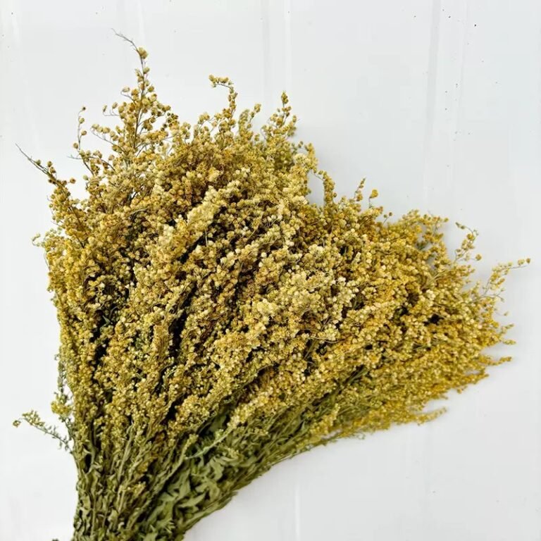 Solidago altissima: Uses, Floral Design Ideas and Benefits of Preserved Solidago