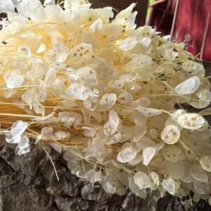 Lunaria Dried Flower Arrangement