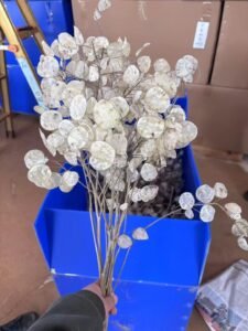 Dried Lunaria Home Decor