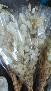 dried Lunaria