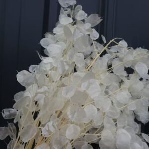 Lunaria annua wholesale